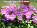 Petunia Pink Wave