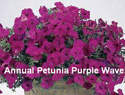 Petunia Purple Wave