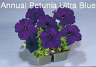 Petunia Ultra Blue