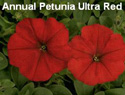 Petunia Ultra Red