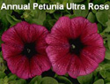 Petunia Ultra Rose