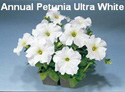 Petunia Ultra White