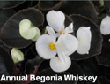 Begonia Whiskey