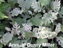 Dusty Miller