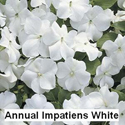 Impatiens White