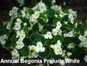 Begonia Prelude White