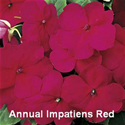 Impatiens Red