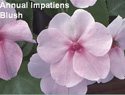 Impatiens Blush