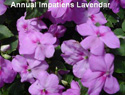 Impatiens Lavender