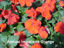 Impatiens Orange