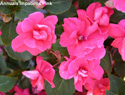 Impatiens Pink