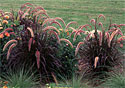 Feather Reed Grass