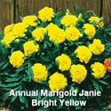 Marigold Janie Yellow