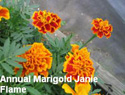 Marigold Janie Flame