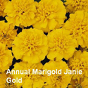 Marigold Janie Gold