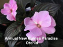 New Guinea Paradise Orchid