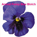 Pansy Blue Blotch