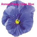 Pansy Clear Blue