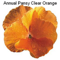 Pansy Clear Orange