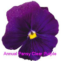 Pansy Clear Purple