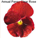 Pansy Clear Rose