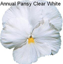 Pansy Clear White