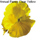 Pansy Clear Yellow