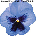 Pansy Mid Blue Blotch