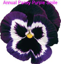 Pansy Purple Smile.