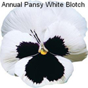 Pansy White Blotch