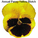 Pansy Yellow Blotch