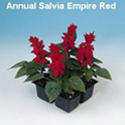 Salvia Empire Red