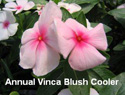 Vinca Blush Cooler