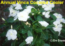 Vinca Coconut Cooler