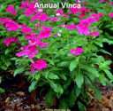 Vinca Fuchia