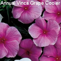 Vinca Grape Cooler