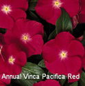 Vinca Pacifica Red