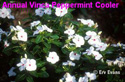 Vinca Peppermint Cooler