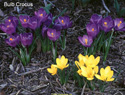 Crocus