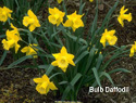 Daffodil