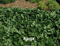 Ajuga