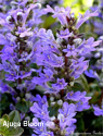 Ajuga in bloom