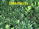 Bearberry