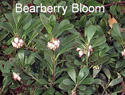 Bearberry in bloom