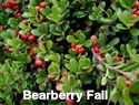 Bearberry Fall