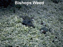 Bishops Weed