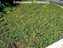 Cotoneaster Cranberry