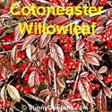 Cotoneaster Willowleaf