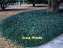 Grass Mondo