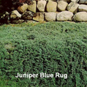 Juniper Blue Rug